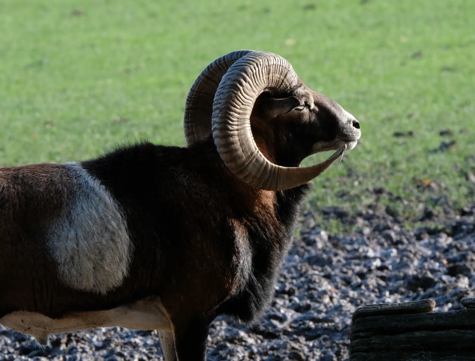 Bélier mouflon méditerranéen Ovis gmelini musimon, selle claire visible — GIBIS