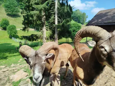 Groupe de béliers mouflons aux cornes développées