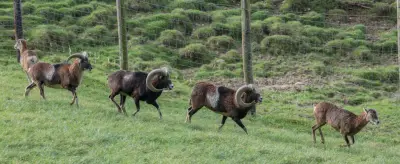 Mouflons se déplaçant en file sur une prairie de montagne