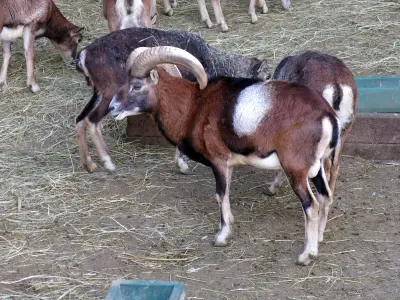 Mouflons en parc, brebis et béliers au fourrage