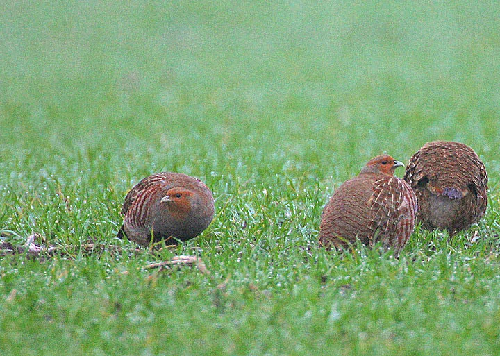 Perdrix grise Perdix perdix — perdrix grise souche française élevage GIBIS — photo 5