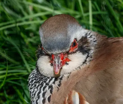 Perdrix rouge Alectoris rufa — perdrix rouge chasse repeuplement élevage GIBIS — photo 10