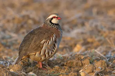 Perdrix rouge Alectoris rufa — élevage de perdrix GIBIS