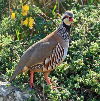 Perdrix rouge Alectoris rufa — perdrix rouge chasse repeuplement élevage GIBIS — photo 6