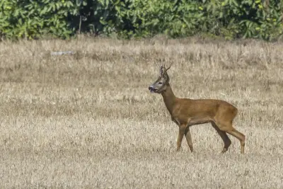 Chevreuil (Capreolus capreolus) — lâcher de repeuplement, élevage GIBIS dans la Drôme