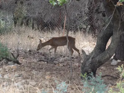 Photo de chevreuil (Capreolus capreolus) — gibier à poil de chasse, GIBIS en Vendée