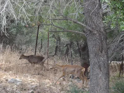 Photo de chevreuil (Capreolus capreolus) — gibier à poil de chasse, GIBIS en Isère