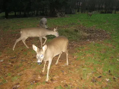 Photo de chevreuil (Capreolus capreolus) — gibier à poil de chasse, GIBIS dans le Vaucluse