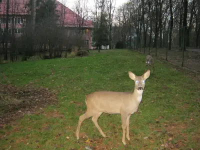 Chevreuil (Capreolus capreolus) — lâcher de repeuplement, élevage GIBIS en Mayenne