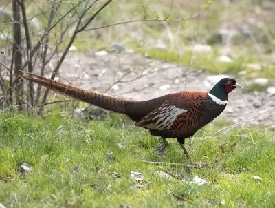 Faisan commun (Phasianus colchicus) — lâcher de repeuplement, élevage GIBIS dans le Nord