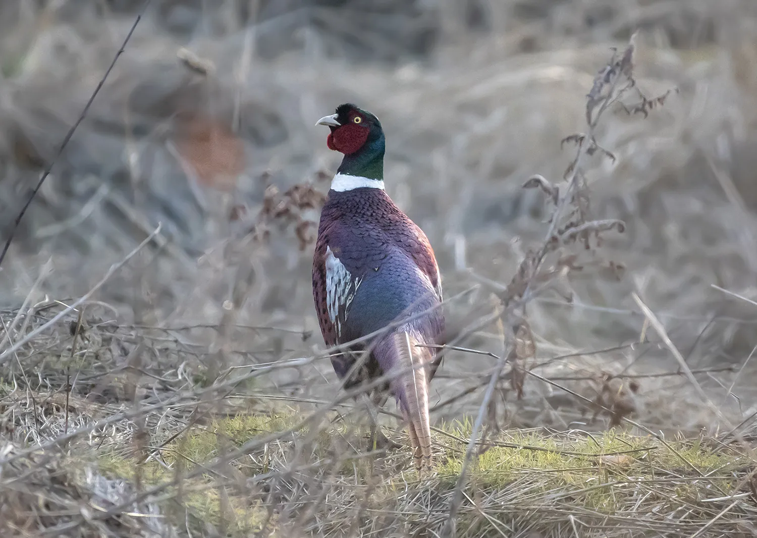 Gibier vivant pour ACCA et sociétés de chasse en Ardèche
