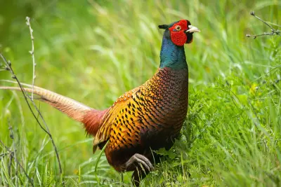 Faisan commun (Phasianus colchicus), gibier à plume de repeuplement — élevage GIBIS, livraison en Vendée
