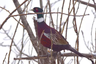 Faisan commun (Phasianus colchicus) — lâcher de repeuplement, élevage GIBIS en Isère