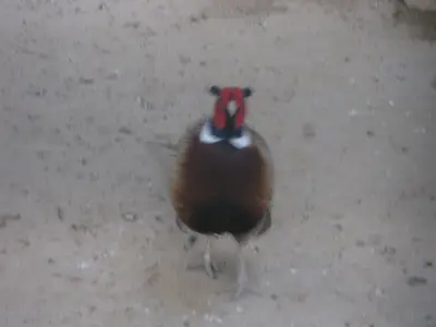 Faisan commun (Phasianus colchicus), gibier à plume de repeuplement — élevage GIBIS, livraison en Ariège