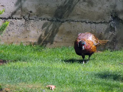 Photo de faisan commun (Phasianus colchicus) — gibier à plume de chasse, GIBIS en Gironde