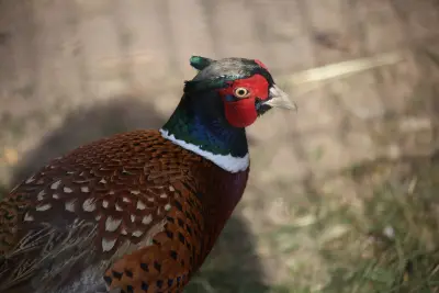 Faisan commun (Phasianus colchicus), gibier à plume de repeuplement — élevage GIBIS, livraison dans la Marne