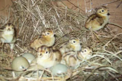 Faisan commun (Phasianus colchicus) — lâcher de repeuplement, élevage GIBIS dans le Vaucluse