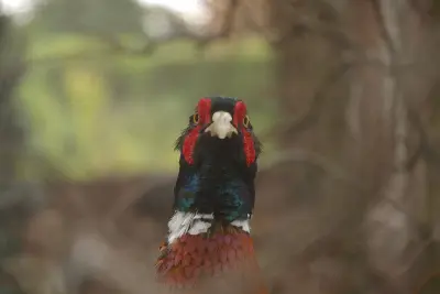 Faisan commun (Phasianus colchicus) — lâcher de repeuplement, élevage GIBIS dans le Cantal