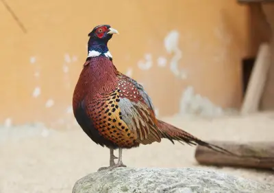Faisan commun (Phasianus colchicus), gibier à plume de repeuplement — élevage GIBIS, livraison en Haute-Saône