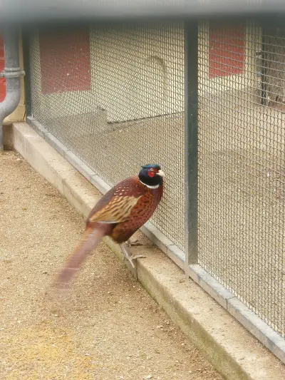 Faisan commun (Phasianus colchicus), gibier à plume de repeuplement — élevage GIBIS, livraison dans la Sarthe