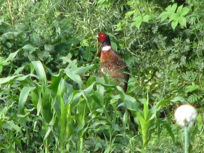 Faisan commun vivant pour ACCA et sociétés de chasse dans la Creuse — Phasianus colchicus