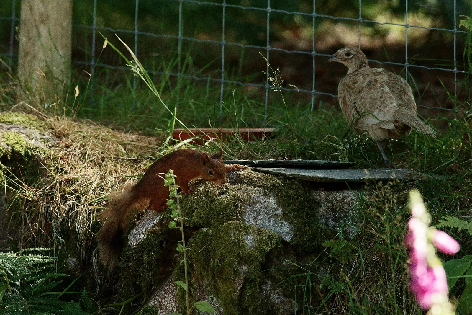 Photo de faisan commun (Phasianus colchicus) — gibier à plume de chasse, GIBIS en Isère