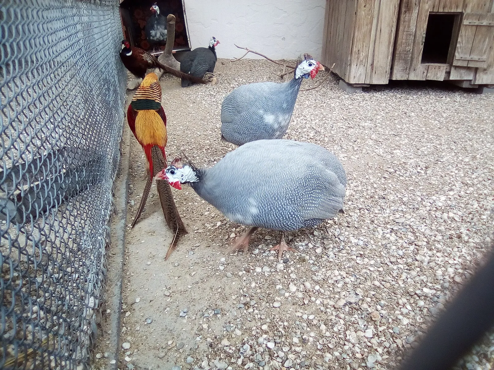 Gibier vivant pour ACCA et sociétés de chasse dans le Gard