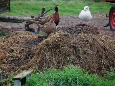 Faisan commun (Phasianus colchicus) — lâcher de repeuplement, élevage GIBIS dans la Meuse