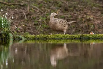 Faisan commun (Phasianus colchicus) — lâcher de repeuplement, élevage GIBIS dans le Jura