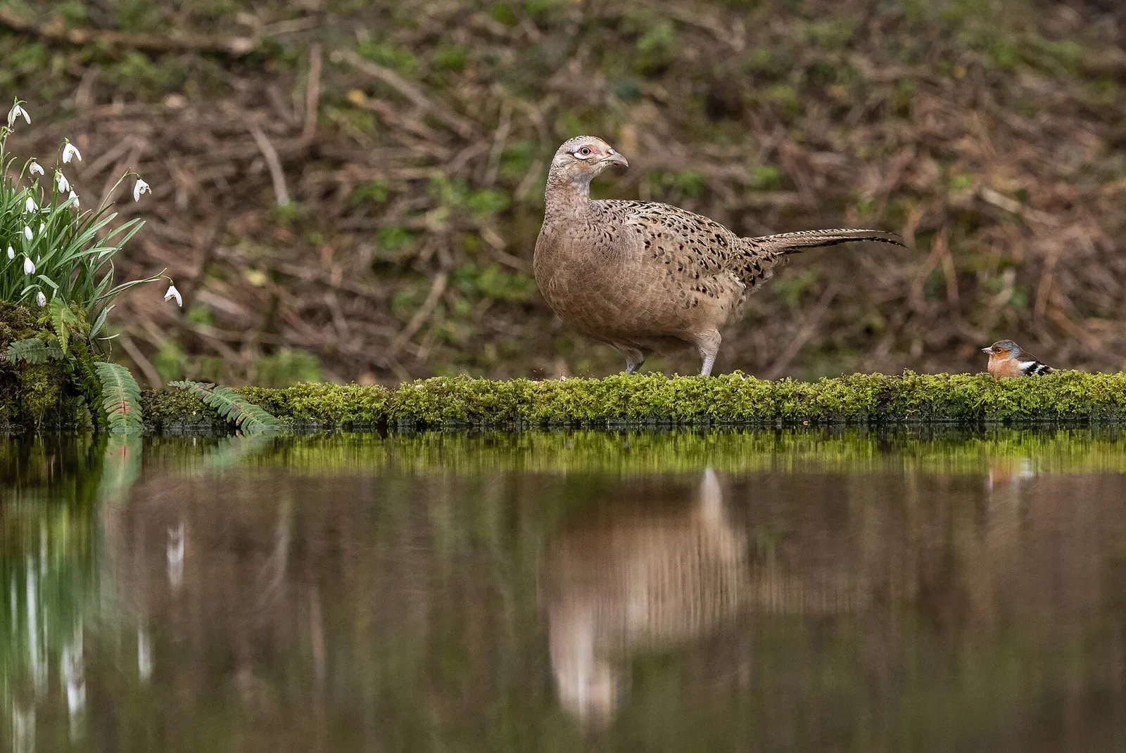 Photo de faisan commun (Phasianus colchicus) — gibier à plume de chasse, GIBIS en Ariège
