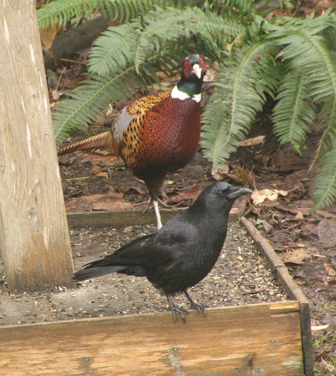 Photo de faisan commun (Phasianus colchicus) — gibier à plume de chasse, GIBIS dans l' Aude