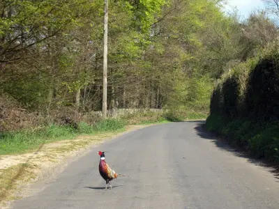 Faisan commun (Phasianus colchicus), gibier à plume de repeuplement — élevage GIBIS, livraison dans le Rhône