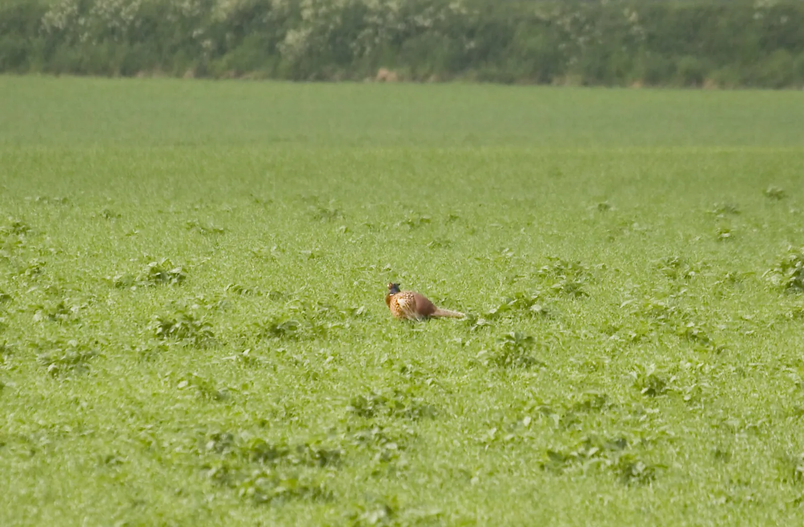 Photo de faisan commun (Phasianus colchicus) — gibier à plume de chasse, GIBIS dans le Gers