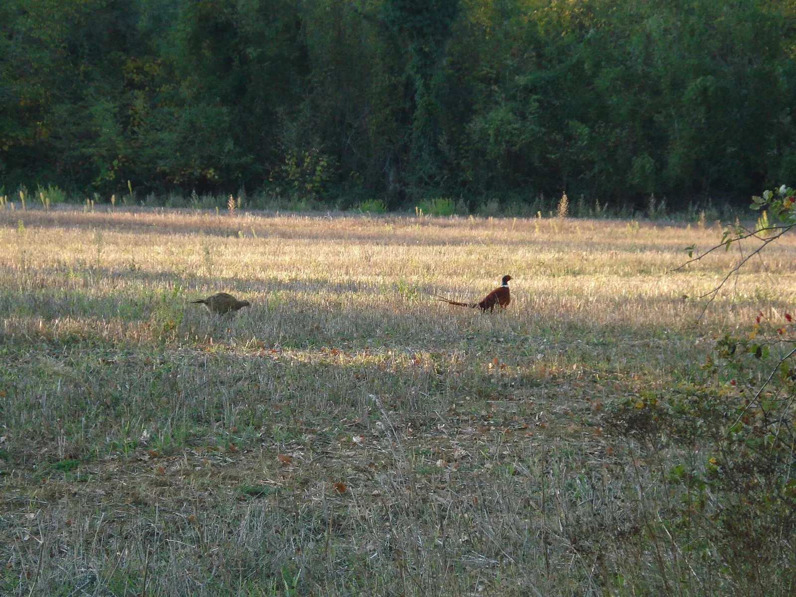 Photo de faisan commun (Phasianus colchicus) — gibier à plume de chasse, GIBIS en Haute-Vienne