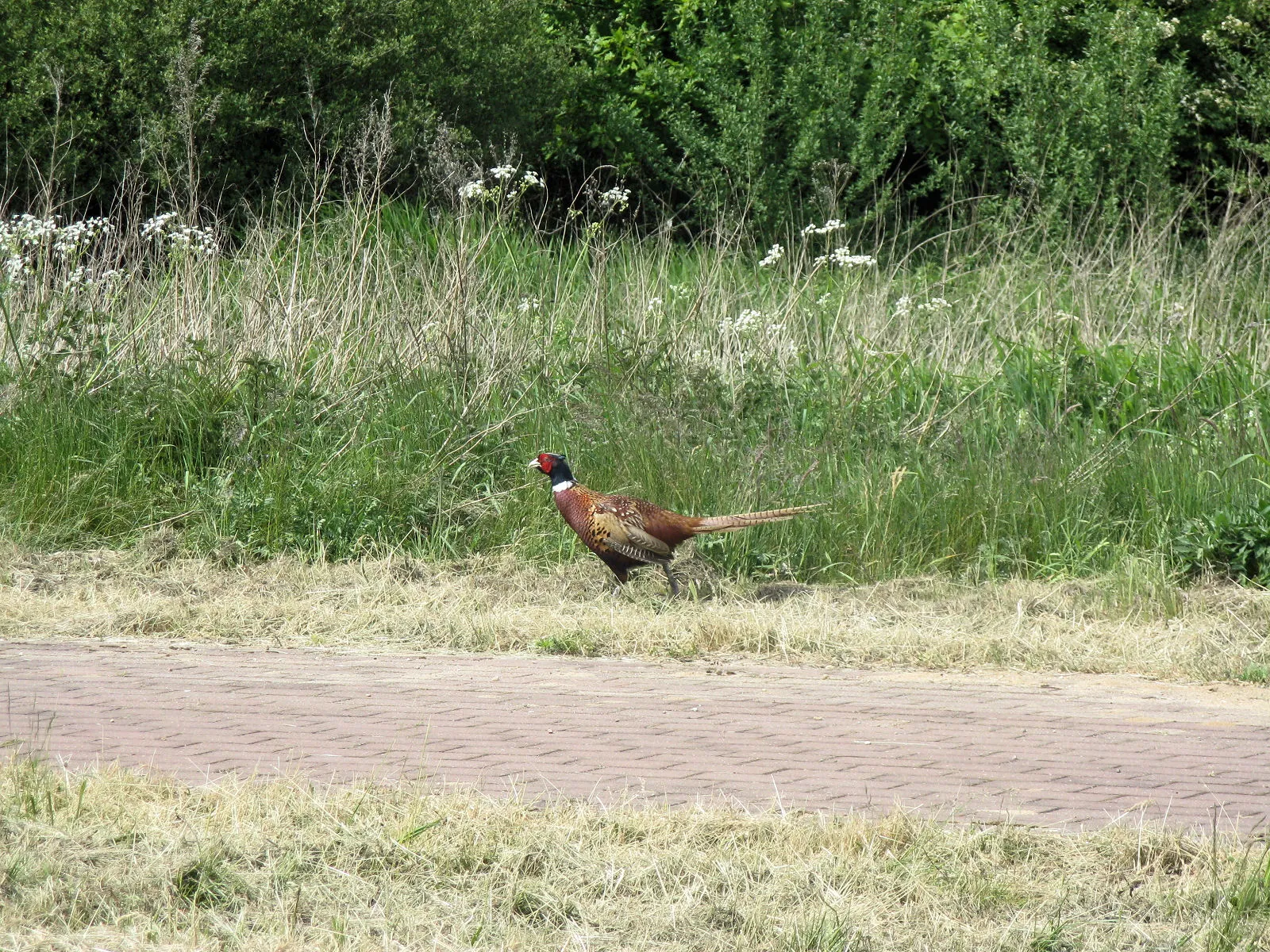 Faisan commun (Phasianus colchicus), gibier à plume de repeuplement — élevage GIBIS, livraison en Vendée