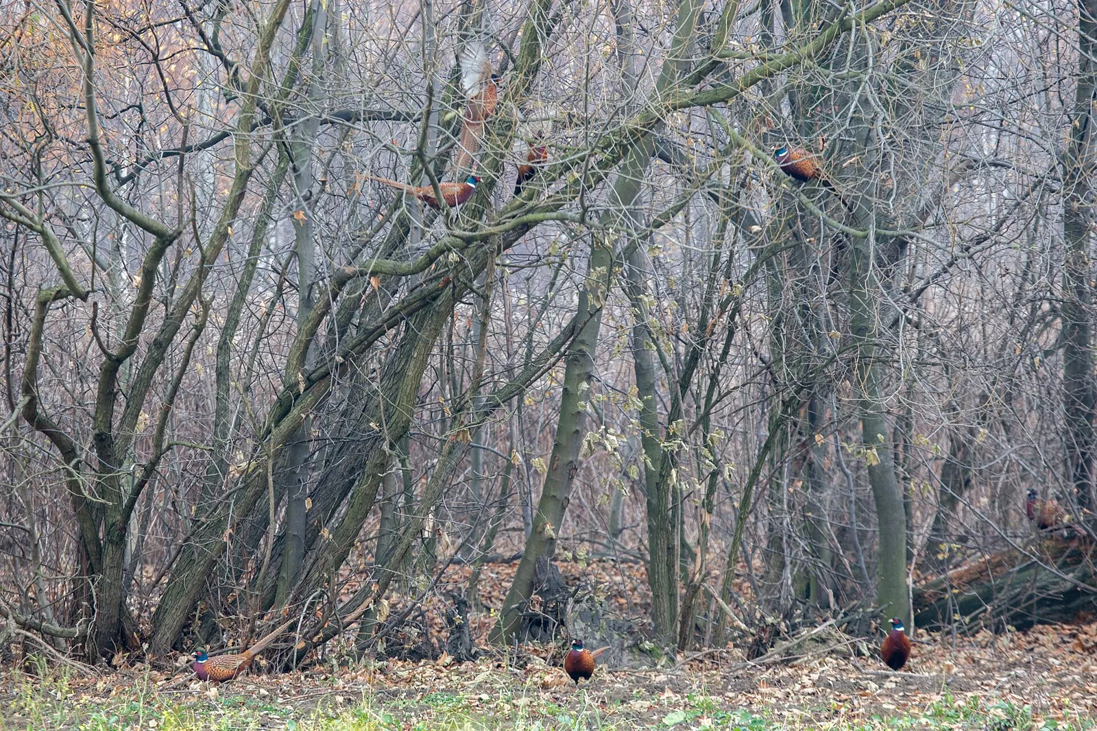 Faisan commun (Phasianus colchicus), gibier à plume de repeuplement — élevage GIBIS, livraison en Isère