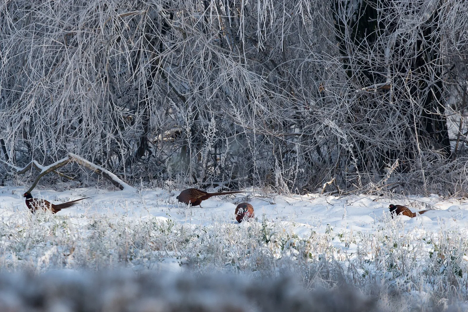 Gibier vivant de repeuplement pour ACCA et sociétés de chasse en Charente-Maritime