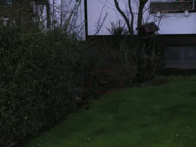 Faisan commun (Phasianus colchicus) — lâcher de repeuplement, élevage GIBIS dans le Val-d'Oise