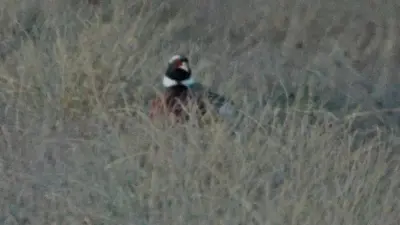 Faisan commun vivant pour ACCA et sociétés de chasse en Corse-du-Sud — Phasianus colchicus