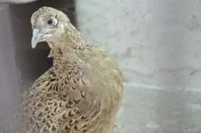 Faisan commun (Phasianus colchicus) — lâcher de repeuplement, élevage GIBIS dans les Côtes-d'Armor