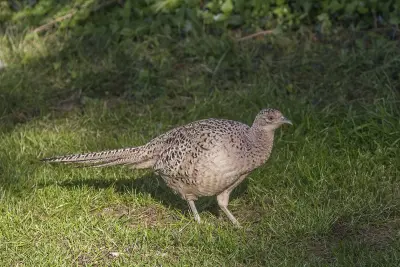 Faisan commun vivant pour ACCA et sociétés de chasse dans le Gard — Phasianus colchicus