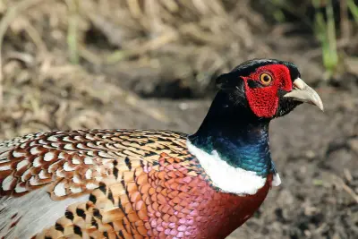 Faisan commun vivant pour ACCA et sociétés de chasse en Moselle — Phasianus colchicus