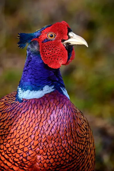 Faisan commun vivant pour ACCA et sociétés de chasse dans le Rhône — Phasianus colchicus
