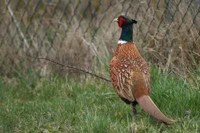 Faisan commun (Phasianus colchicus), gibier à plume de repeuplement — élevage GIBIS, livraison dans la Somme