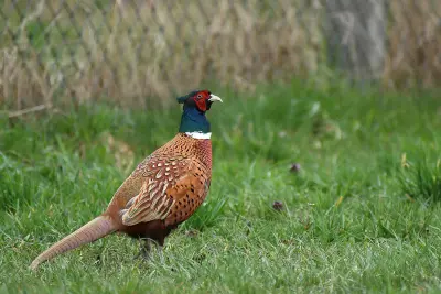Faisan commun (Phasianus colchicus) — lâcher de repeuplement, élevage GIBIS dans le Tarn