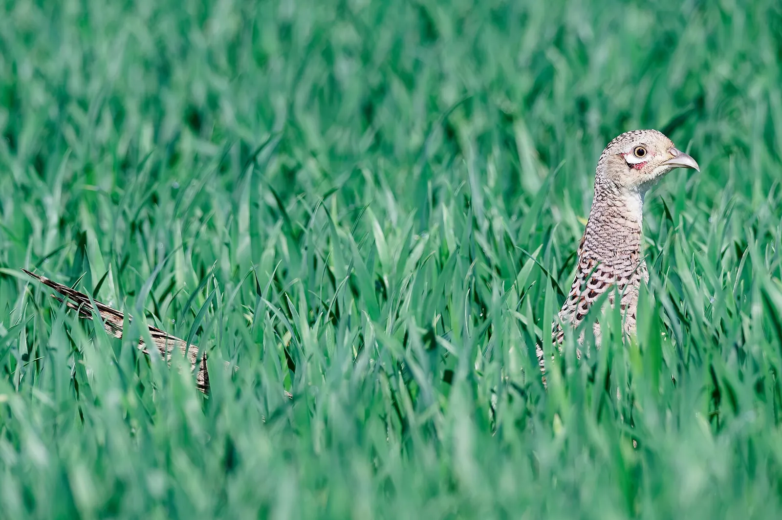 Photo de faisan commun (Phasianus colchicus) — gibier à plume de chasse, GIBIS dans les Pyrénées-Atlantiques
