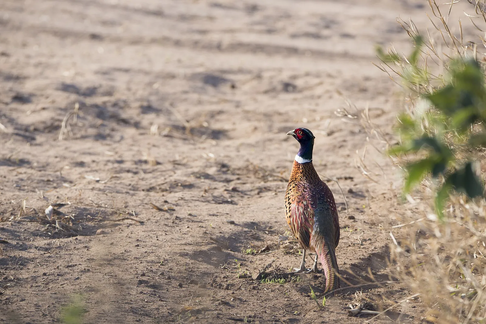 Faisan commun (Phasianus colchicus), gibier à plume de repeuplement — élevage GIBIS, livraison dans le Vaucluse