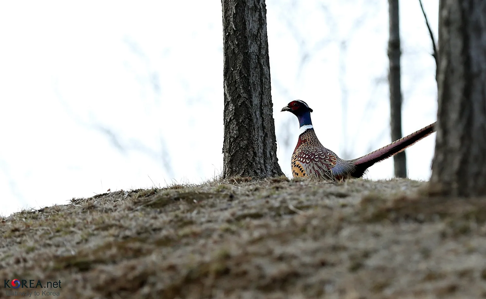 Faisan commun (Phasianus colchicus), gibier à plume de repeuplement — élevage GIBIS, livraison dans le Cantal