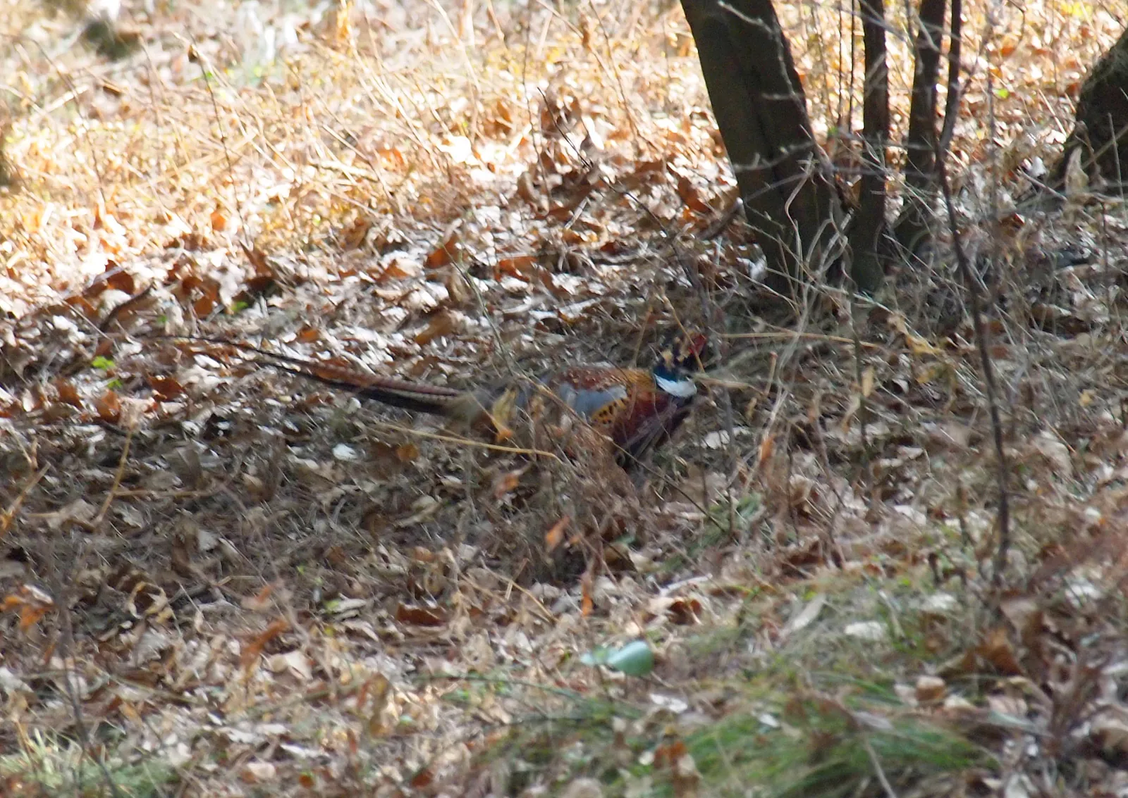 Faisan commun (Phasianus colchicus), gibier à plume de repeuplement — élevage GIBIS, livraison dans le Puy-de-Dôme