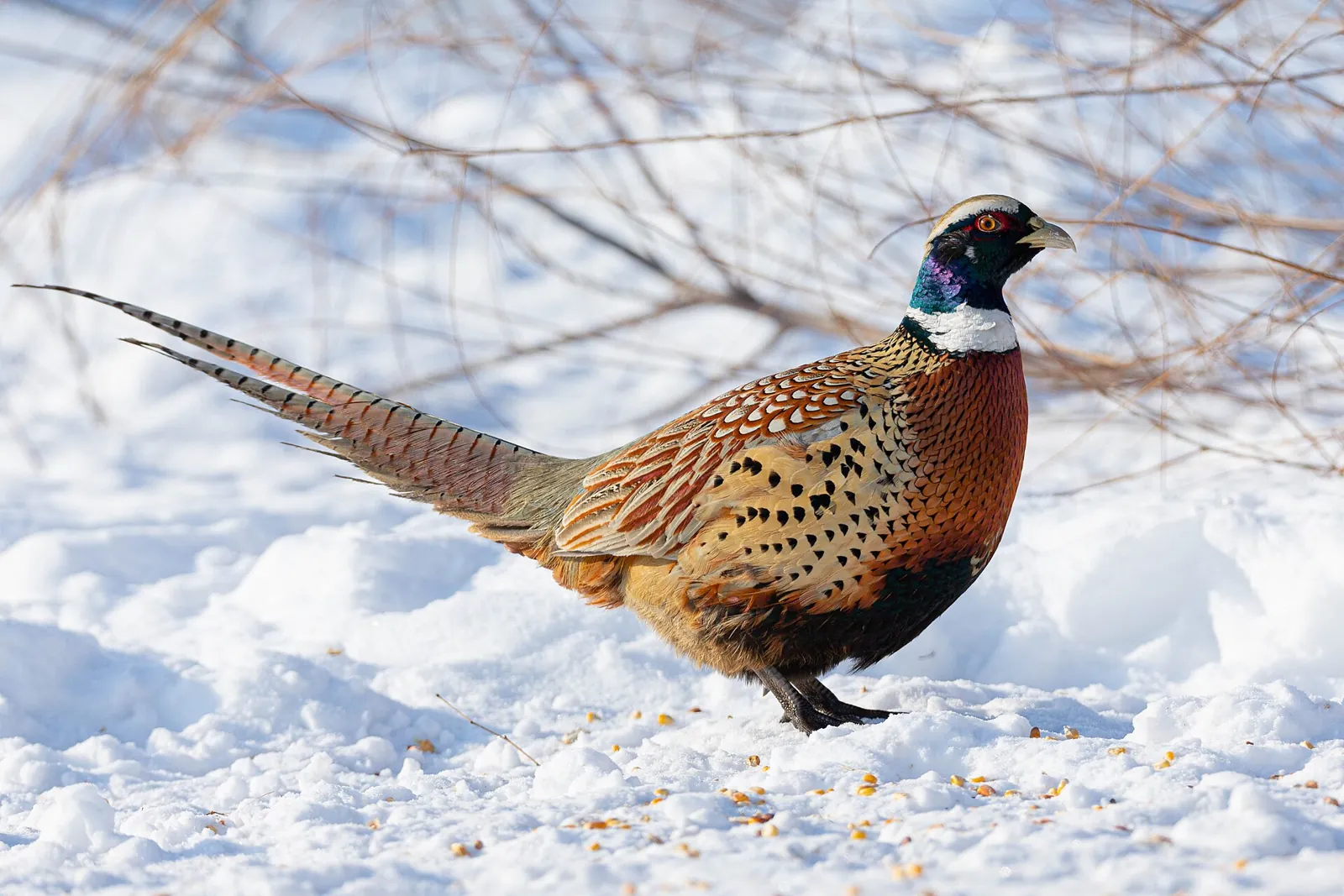 Photo de faisan commun (Phasianus colchicus) — gibier à plume de chasse, GIBIS dans les Vosges
